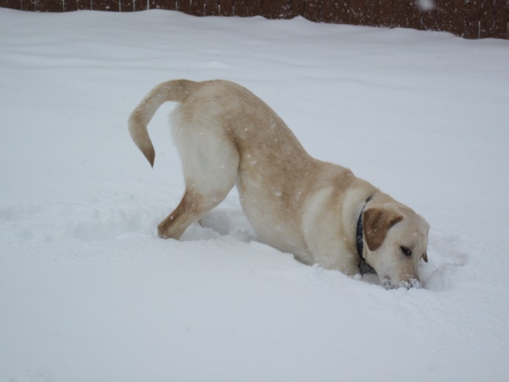Fort Collins Snow 2013