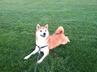shiba inu